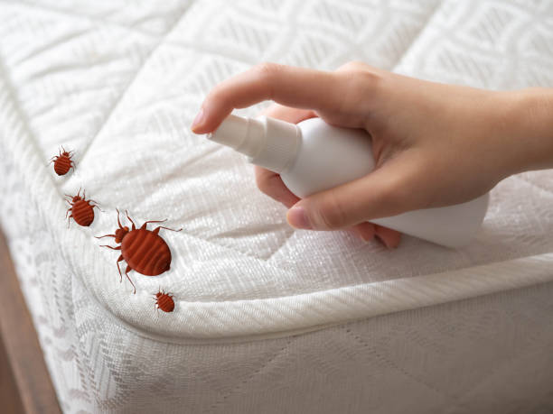 Best Affordable Pest Control Services  in Libby, MT