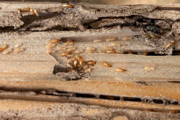 Best Pest Control Treatment  in Libby, MT